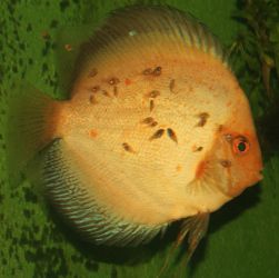 SYMPHYSODON AEQUIFASCIATUS 'WHITE PIGEON'