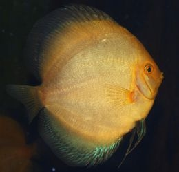 SYMPHYSODON AEQUIFASCIATUS 'WHITE PIGEON'