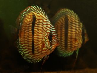 SYMPHYSODON DISCUS