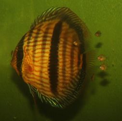 SYMPHYSODON DISCUS