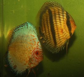 SYMPHYSODON DISCUS