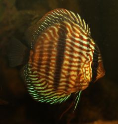 SYMPHYSODON DISCUS