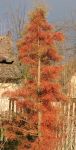 TAXODIUM ASCENDENS