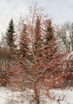 TAXODIUM DISTICHUM