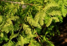 TAXODIUM DISTICHUM