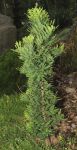 TAXODIUM DISTICHUM 'PEVE MINARET'