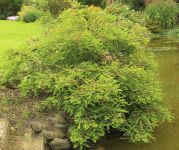 TAXODIUM DISTICHUM 'SECREST'