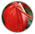 ANTHURIUM | ANTHURIUM