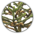 ARAUCARIA