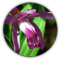 BLETILLA | BLETILLA