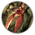 BULBOPHYLLUM | BULBOPHYLLUM