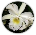 CATTLEYA | CATTLEYA