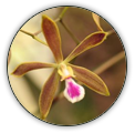 ENCYCLIA | ENCYCLIA