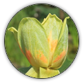 LIRIODENDRON  | LILIOVNK