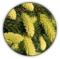 PICEA | SMRK