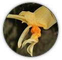 STANHOPEA | STANHOPEA