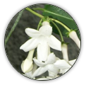 STEPHANOTIS  | STEPHANOTIS