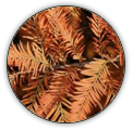 TAXODIUM | TAXODIUM