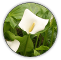 ZANTEDESCHIA  | ZANTEDESCHIA