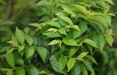 ULMUS X ELEGANTISSIMA 'JACQUELINE HILLIER'