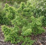 ULMUS X ELEGANTISSIMA 'JACQUELINE HILLIER'