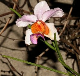 VANDA TERES