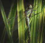 Vka han | Sympetrum striolatum