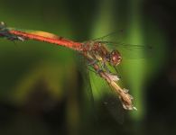 Vka han | Sympetrum striolatum