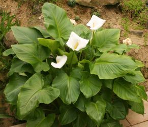 ZANTEDESCHIA AETHIOPICA